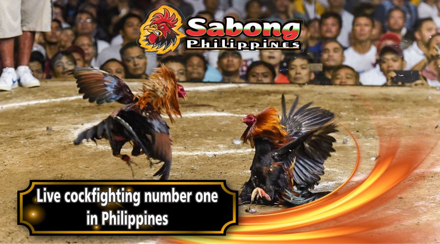 Live sabong Philippines online