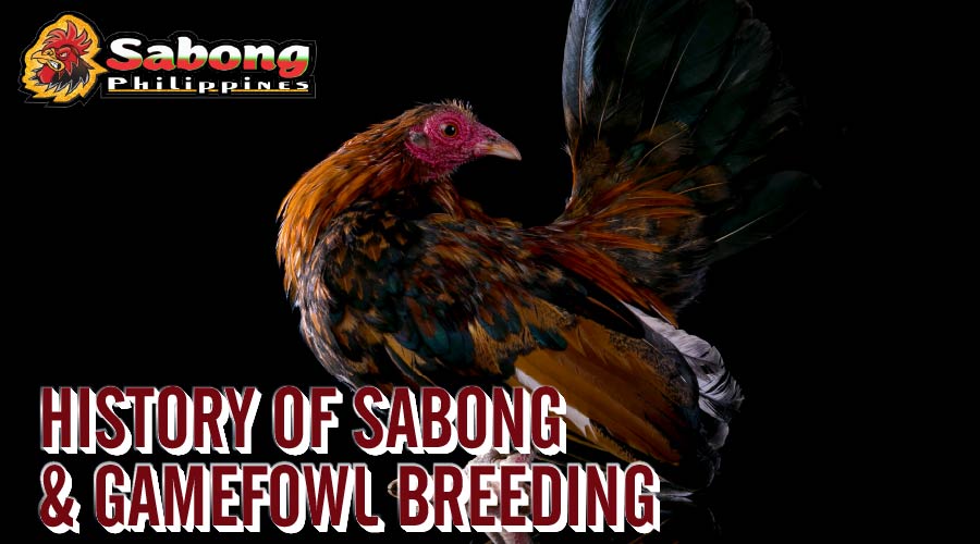 The History of Sabong and Gamefowl Breeding
